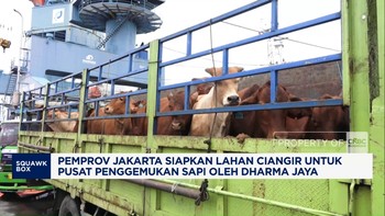 Video:Pemprov DKI Siapkan Lahan Ciangir Untuk Penggemukan Sapi Mandiri