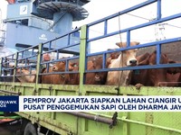 Video:Pemprov DKI Siapkan Lahan Ciangir Untuk Penggemukan Sapi Mandiri