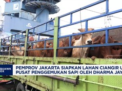Video:Pemprov DKI Siapkan Lahan Ciangir Untuk Penggemukan Sapi Mandiri