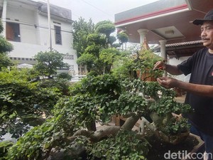Ngabuburit Ala Ketua DPRD Nganjuk, Menyatu dengan Seni Bonsai