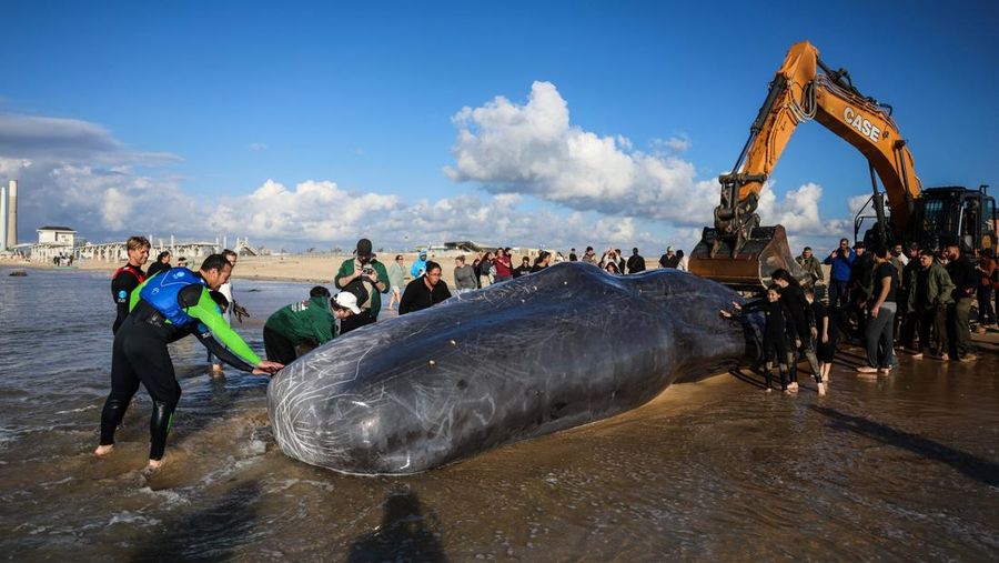 Seekor paus sperma besar terdampar di pantai Zikim, dekat Jalur Gaza di Israel selatan, Selsa (24/2/2026). (REUTERS/Ilan Rosenberg)