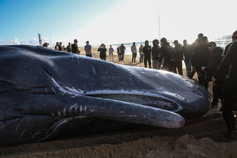 Seekor paus sperma besar terdampar di pantai Zikim, dekat Jalur Gaza di Israel selatan, Selsa (24/2/2026). (REUTERS/Ilan Rosenberg)