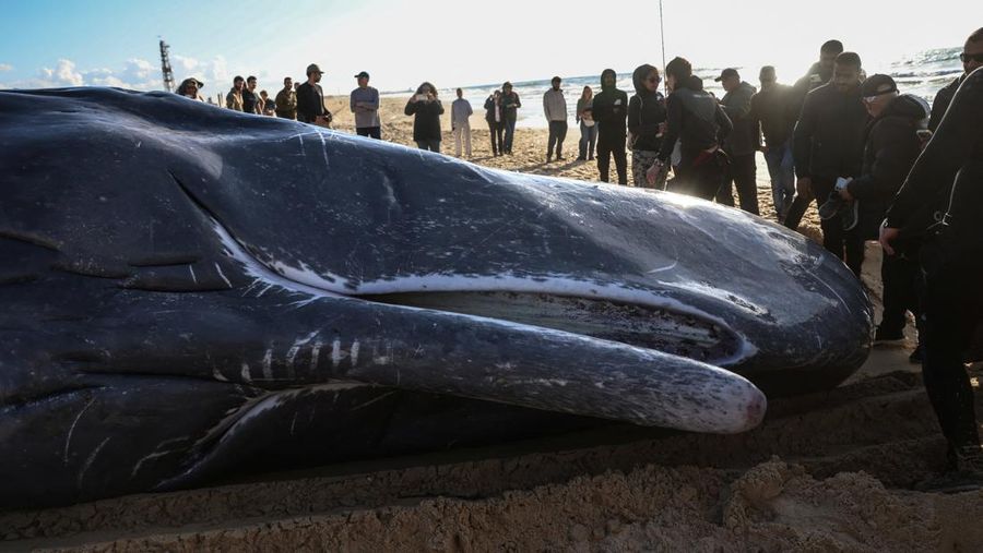 Seekor paus sperma besar terdampar di pantai Zikim, dekat Jalur Gaza di Israel selatan, Selsa (24/2/2026). (REUTERS/Ilan Rosenberg)