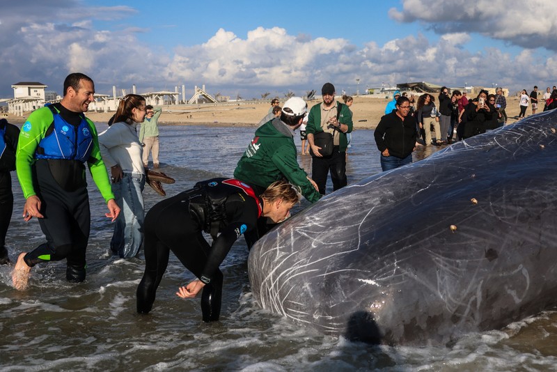 Seekor paus sperma besar terdampar di pantai Zikim, dekat Jalur Gaza di Israel selatan, Selsa (24/2/2026). (REUTERS/Ilan Rosenberg)