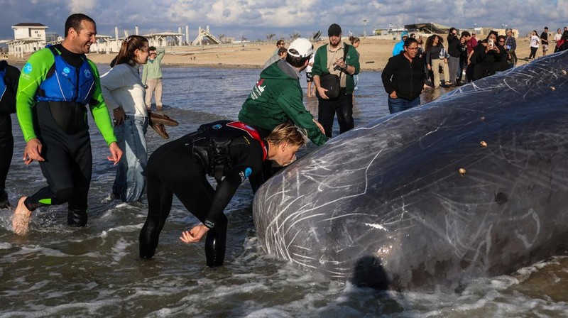 Seekor paus sperma besar terdampar di pantai Zikim, dekat Jalur Gaza di Israel selatan, Selsa (24/2/2026). (REUTERS/Ilan Rosenberg)