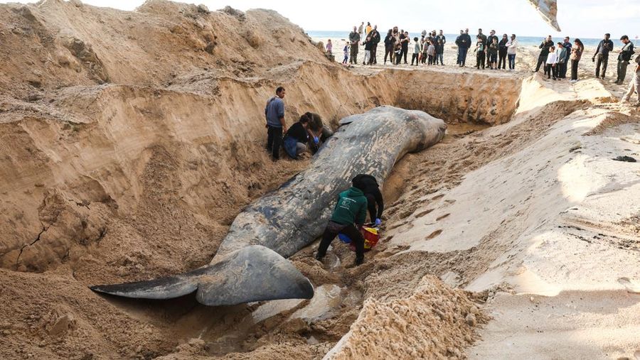 Seekor paus sperma besar terdampar di pantai Zikim, dekat Jalur Gaza di Israel selatan, Selsa (24/2/2026). (REUTERS/Ilan Rosenberg)