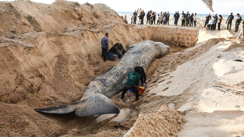 Seekor paus sperma besar terdampar di pantai Zikim, dekat Jalur Gaza di Israel selatan, Selsa (24/2/2026). (REUTERS/Ilan Rosenberg)