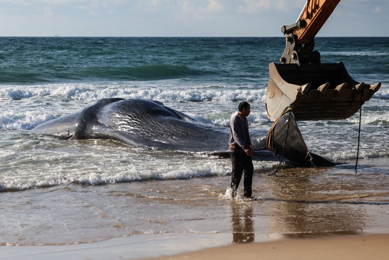 Seekor paus sperma besar terdampar di pantai Zikim, dekat Jalur Gaza di Israel selatan, Selsa (24/2/2026). (REUTERS/Ilan Rosenberg)