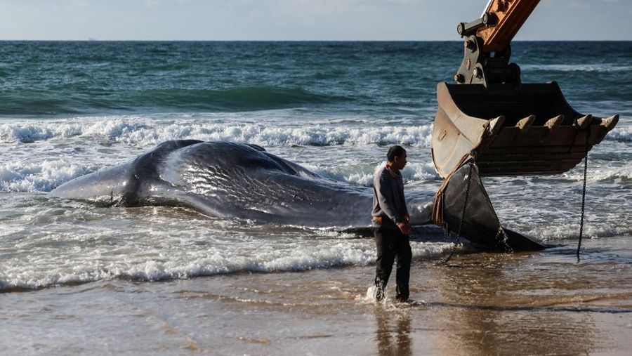Seekor paus sperma besar terdampar di pantai Zikim, dekat Jalur Gaza di Israel selatan, Selsa (24/2/2026). (REUTERS/Ilan Rosenberg)