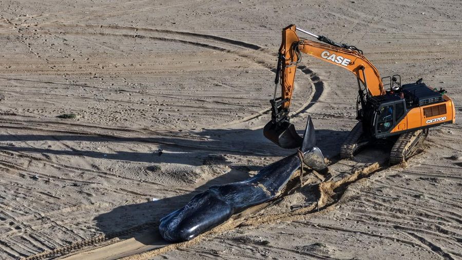 Seekor paus sperma besar terdampar di pantai Zikim, dekat Jalur Gaza di Israel selatan, Selsa (24/2/2026). (REUTERS/Ilan Rosenberg)