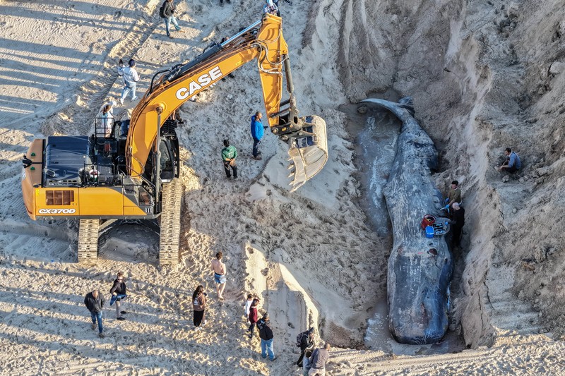 Seekor paus sperma besar terdampar di pantai Zikim, dekat Jalur Gaza di Israel selatan, Selsa (24/2/2026). (REUTERS/Ilan Rosenberg)