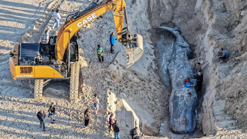 Seekor paus sperma besar terdampar di pantai Zikim, dekat Jalur Gaza di Israel selatan, Selsa (24/2/2026). (REUTERS/Ilan Rosenberg)