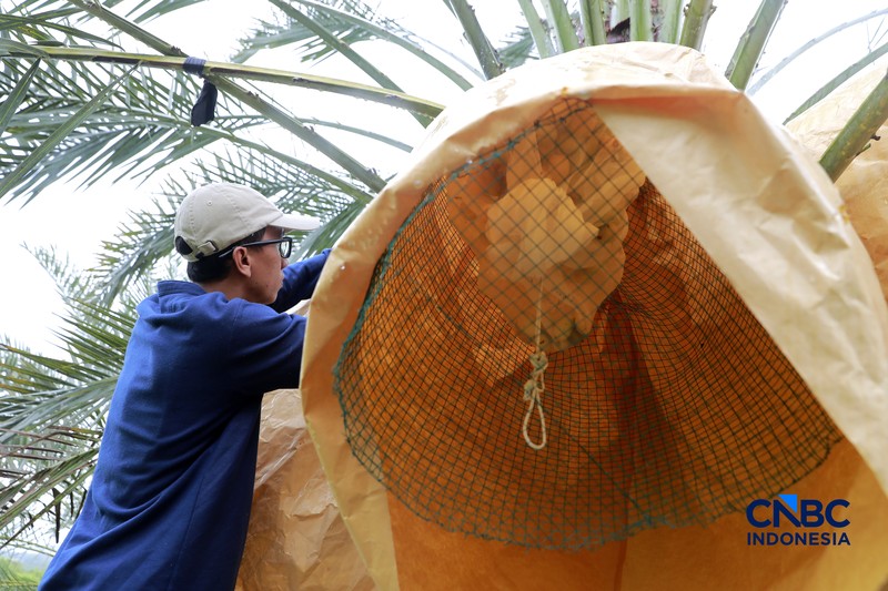 Suasana kebun kurma tumbuh hijau di kawasan Geopark Ciletuh, Desa Mekarsakti, Kecamatan Ciemas, Kabupaten Sukabumi, Jawa Barat, Rabu (25/2/2026). (CNBC Indonesia/Muhammad Sabki)