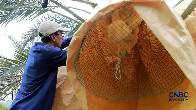 Suasana kebun kurma tumbuh hijau di kawasan Geopark Ciletuh, Desa Mekarsakti, Kecamatan Ciemas, Kabupaten Sukabumi, Jawa Barat, Rabu (25/2/2026). (CNBC Indonesia/Muhammad Sabki)