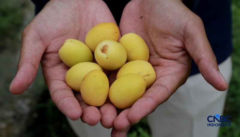 Suasana kebun kurma tumbuh hijau di kawasan Geopark Ciletuh, Desa Mekarsakti, Kecamatan Ciemas, Kabupaten Sukabumi, Jawa Barat, Rabu (25/2/2026). (CNBC Indonesia/Muhammad Sabki)