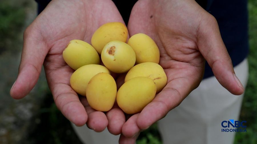 Suasana kebun kurma tumbuh hijau di kawasan Geopark Ciletuh, Desa Mekarsakti, Kecamatan Ciemas, Kabupaten Sukabumi, Jawa Barat, Rabu (25/2/2026). (CNBC Indonesia/Muhammad Sabki)