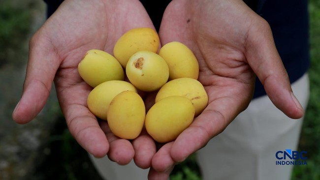 7 Obat Segala Penyakit Tertulis dalam Al Quran dan Hadist