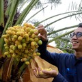 Keren! Bukan di Arab, Kebun Kurma Ini Ada di Sukabumi