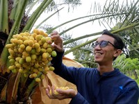 Keren! Bukan di Arab, Kebun Kurma Ini Ada di Sukabumi