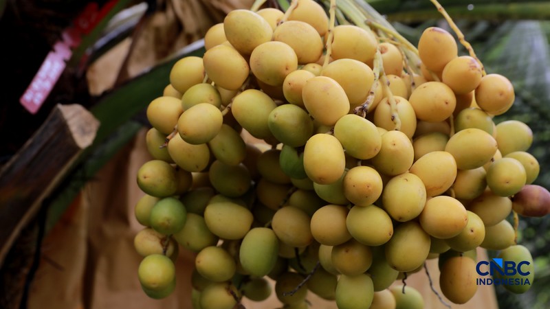 Suasana kebun kurma tumbuh hijau di kawasan Geopark Ciletuh, Desa Mekarsakti, Kecamatan Ciemas, Kabupaten Sukabumi, Jawa Barat, Rabu (25/2/2026). (CNBC Indonesia/Muhammad Sabki)