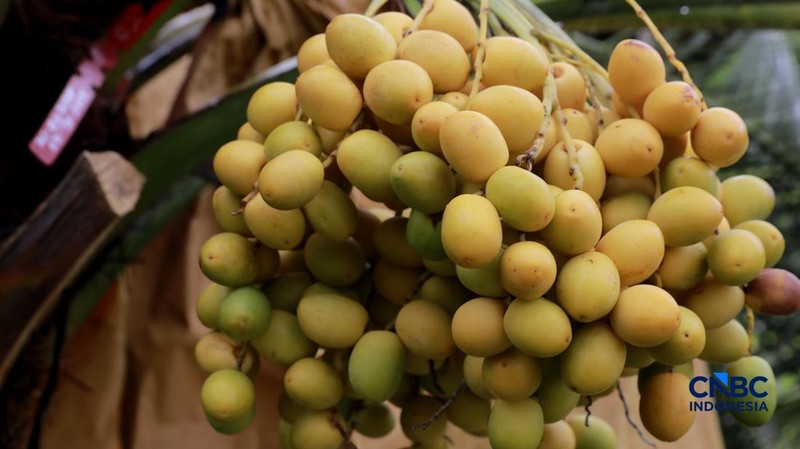 Suasana kebun kurma tumbuh hijau di kawasan Geopark Ciletuh, Desa Mekarsakti, Kecamatan Ciemas, Kabupaten Sukabumi, Jawa Barat, Rabu (25/2/2026). (CNBC Indonesia/Muhammad Sabki)