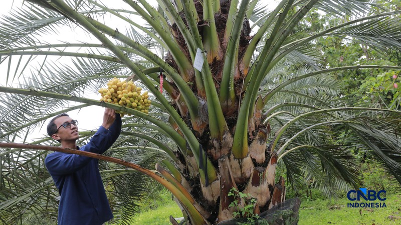 Suasana kebun kurma tumbuh hijau di kawasan Geopark Ciletuh, Desa Mekarsakti, Kecamatan Ciemas, Kabupaten Sukabumi, Jawa Barat, Rabu (25/2/2026). (CNBC Indonesia/Muhammad Sabki)