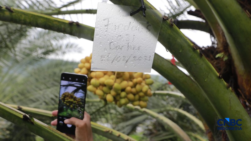 Suasana kebun kurma tumbuh hijau di kawasan Geopark Ciletuh, Desa Mekarsakti, Kecamatan Ciemas, Kabupaten Sukabumi, Jawa Barat, Rabu (25/2/2026). (CNBC Indonesia/Muhammad Sabki)
