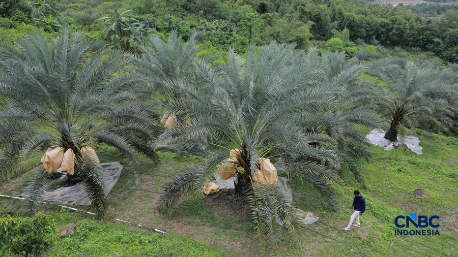 Suasana kebun kurma tumbuh hijau di kawasan Geopark Ciletuh, Desa Mekarsakti, Kecamatan Ciemas, Kabupaten Sukabumi, Jawa Barat, Rabu (25/2/2026). (CNBC Indonesia/Muhammad Sabki)