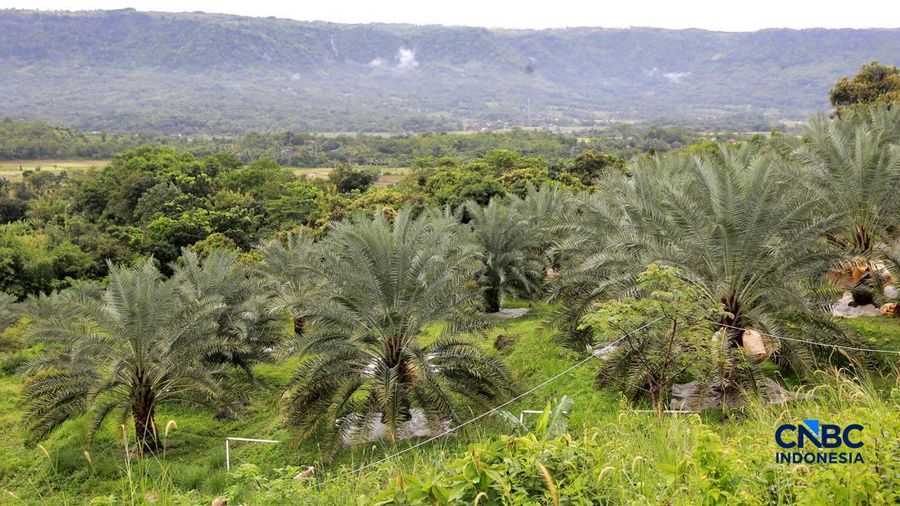 Suasana kebun kurma tumbuh hijau di kawasan Geopark Ciletuh, Desa Mekarsakti, Kecamatan Ciemas, Kabupaten Sukabumi, Jawa Barat, Rabu (25/2/2026). (CNBC Indonesia/Muhammad Sabki)