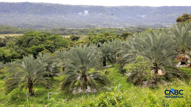 Suasana kebun kurma tumbuh hijau di kawasan Geopark Ciletuh, Desa Mekarsakti, Kecamatan Ciemas, Kabupaten Sukabumi, Jawa Barat, Rabu (25/2/2026). (CNBC Indonesia/Muhammad Sabki)