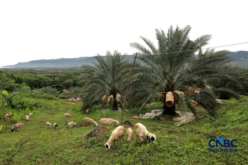 Suasana kebun kurma tumbuh hijau di kawasan Geopark Ciletuh, Desa Mekarsakti, Kecamatan Ciemas, Kabupaten Sukabumi, Jawa Barat, Rabu (25/2/2026). (CNBC Indonesia/Muhammad Sabki)