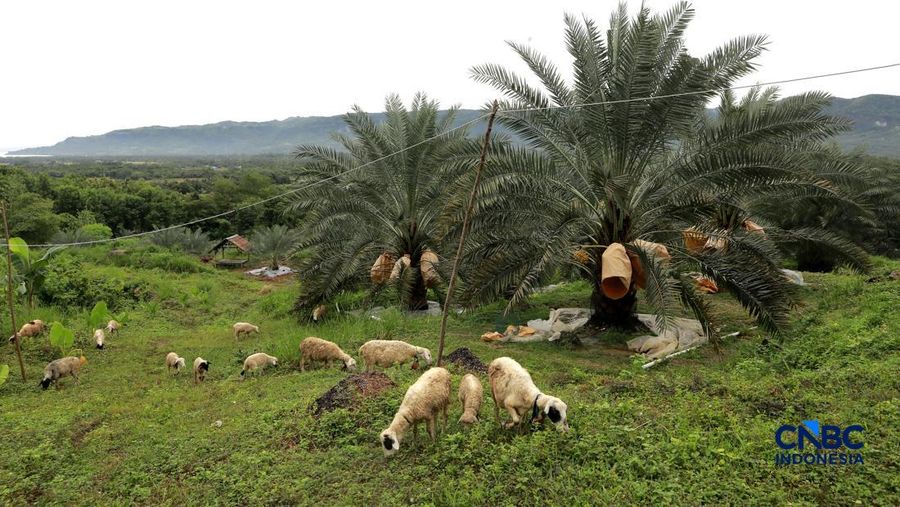 Suasana kebun kurma tumbuh hijau di kawasan Geopark Ciletuh, Desa Mekarsakti, Kecamatan Ciemas, Kabupaten Sukabumi, Jawa Barat, Rabu (25/2/2026). (CNBC Indonesia/Muhammad Sabki)