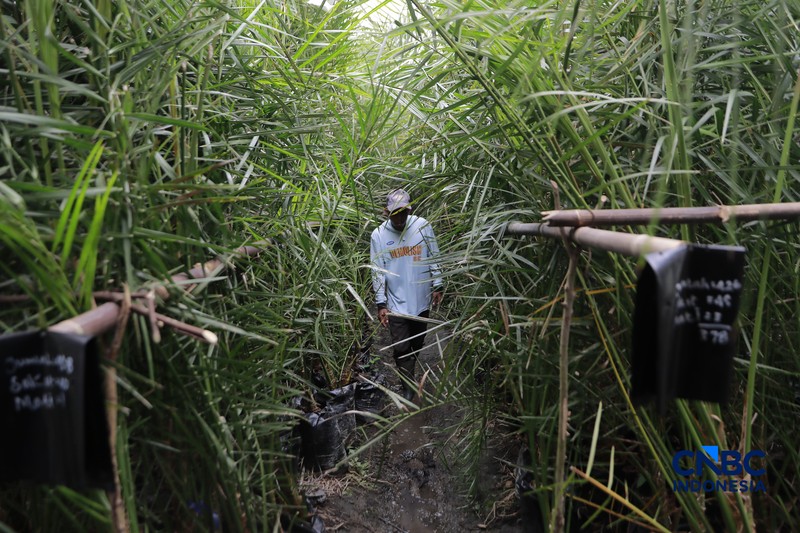 Suasana kebun kurma tumbuh hijau di kawasan Geopark Ciletuh, Desa Mekarsakti, Kecamatan Ciemas, Kabupaten Sukabumi, Jawa Barat, Rabu (25/2/2026). (CNBC Indonesia/Muhammad Sabki)