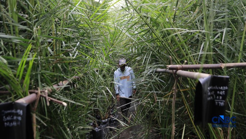 Suasana kebun kurma tumbuh hijau di kawasan Geopark Ciletuh, Desa Mekarsakti, Kecamatan Ciemas, Kabupaten Sukabumi, Jawa Barat, Rabu (25/2/2026). (CNBC Indonesia/Muhammad Sabki)