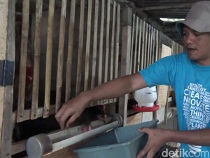 Sulap Limbah Jadi Pakan Maggot, Pemuda Ponorogo Hemat Biaya Ternak 65%