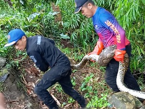 45 Menit Pertarungan Melawan Ular Sanca 15 Kilogram di Kuningan