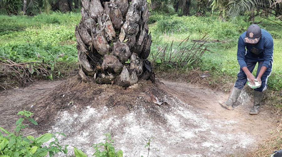 Ilustrasi pemupukan kelapa sawit. (Dok. PT Propadu Konair Tarahubun (PT PKT))