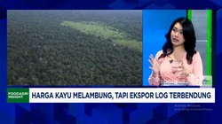 Video: RI Punya Kayu Mahal Seharga Emas Yang Diincar AS-Timur Tengah