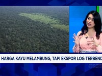 Video: RI Punya Kayu Mahal Seharga Emas Yang Diincar AS-Timur Tengah
