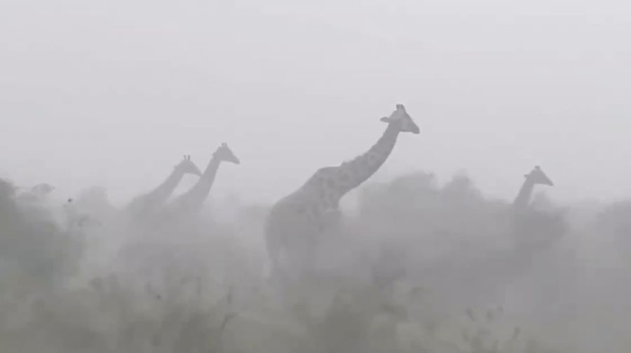 Jerapah-jerapah bertahan menghadapi badai hebat di Cagar Alam Maasai Mara, Kenya. (Tangkapan Layar Video X/@KenyanSays)