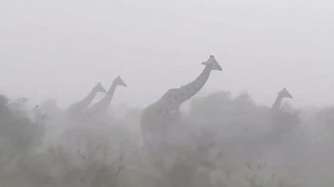 Jerapah Berdiri 'Stoic' di Tengah Badai Viral, Ternyata Ini Alasannya