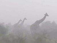 Jerapah Berdiri 'Stoic' di Tengah Badai Viral, Ternyata Ini Alasannya