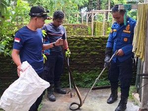 Damkar Boyolali Laris Manis, Seharian Evakuasi Ular hingga Biawak