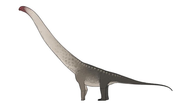 Makhluk Lebih Panjang dari Gerbong KRL Muncul di Galian Proyek China