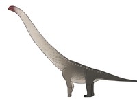 Makhluk Lebih Panjang dari Gerbong KRL Muncul di Galian Proyek China