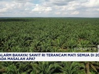 Alarm Bahaya! Sawit RI Terancam Mati Semua di 2030, Ada Masalah Apa?