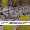 Video: Arab Larang Impor Unggas & Telur - Paramount 