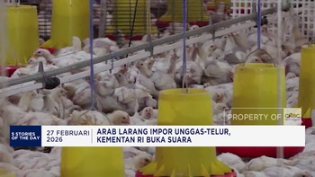 Video: Arab Larang Impor Unggas & Telur - Paramount 