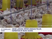 Video: Arab Larang Impor Unggas & Telur - Paramount 