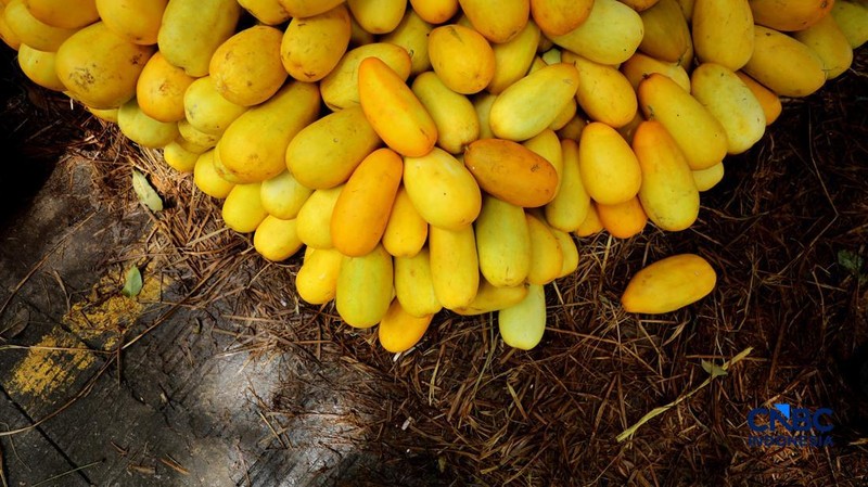 Pedagang timun suri di Pasar Induk Kramat Jati, Jakarta Timur ramai dikunjungi pembeli saat Ramadan, Jumat (27/2/2026). (CNBC Indonesia/Tri Susilo)